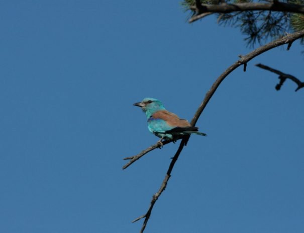 Latvia bird watching idaadventures