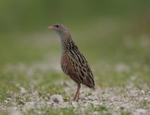 Latvia bird watching idaadventures