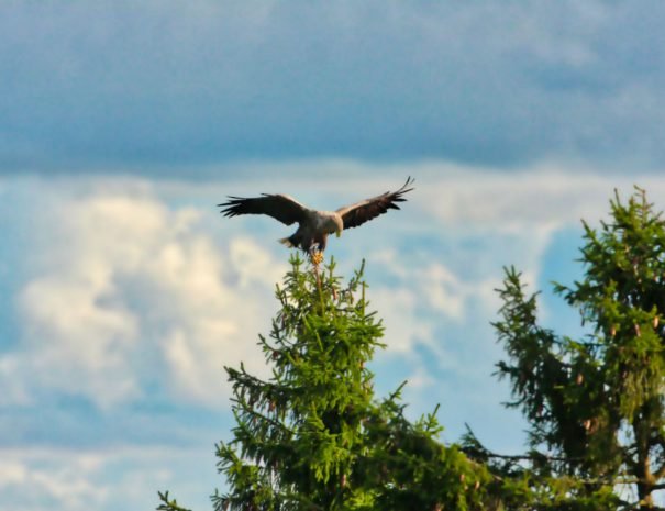 Latvia bird watching idaadventures